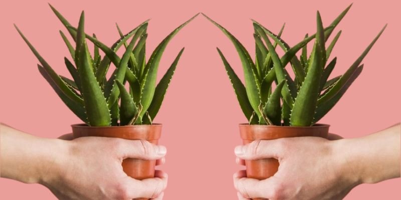 Babosa: Um Presente da Natureza para sua Pele e Cabelos.
